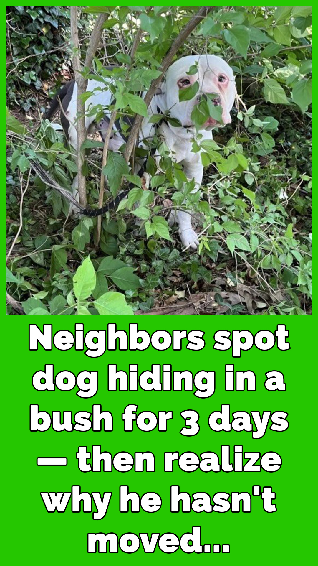 Dog spotted hiding in bush for 3 days – then neighbors realize why