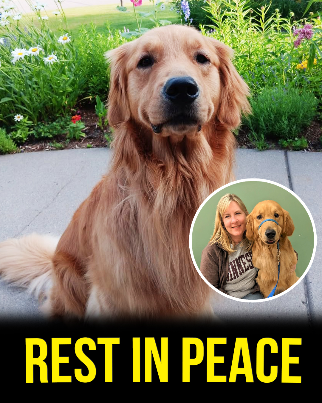 Melissa Hortman’s dog dies after being injured in shooting