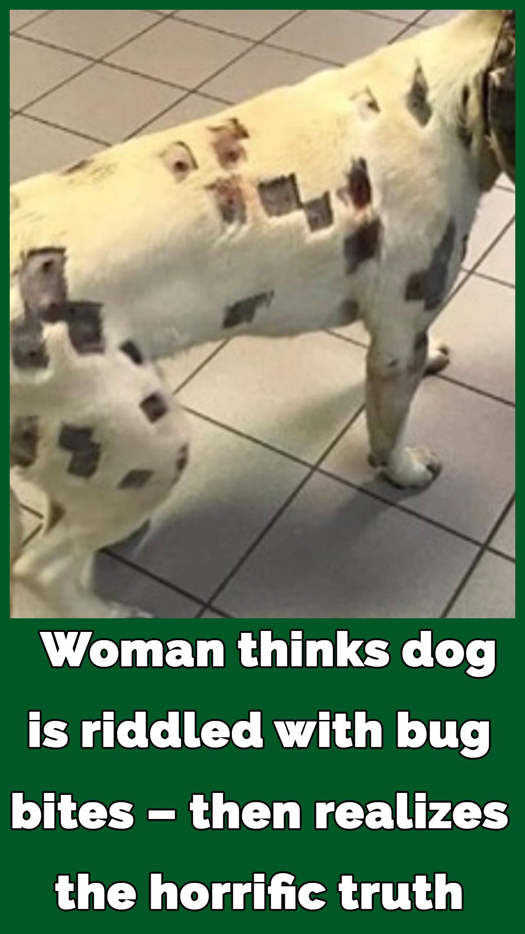 Woman thinks dog is riddled with bug bites, then realizes they’re bullet holes