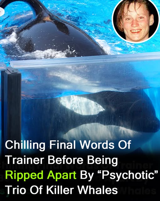 Chilling last words of trainer ripped apart by ‘psychotic’ killer whales