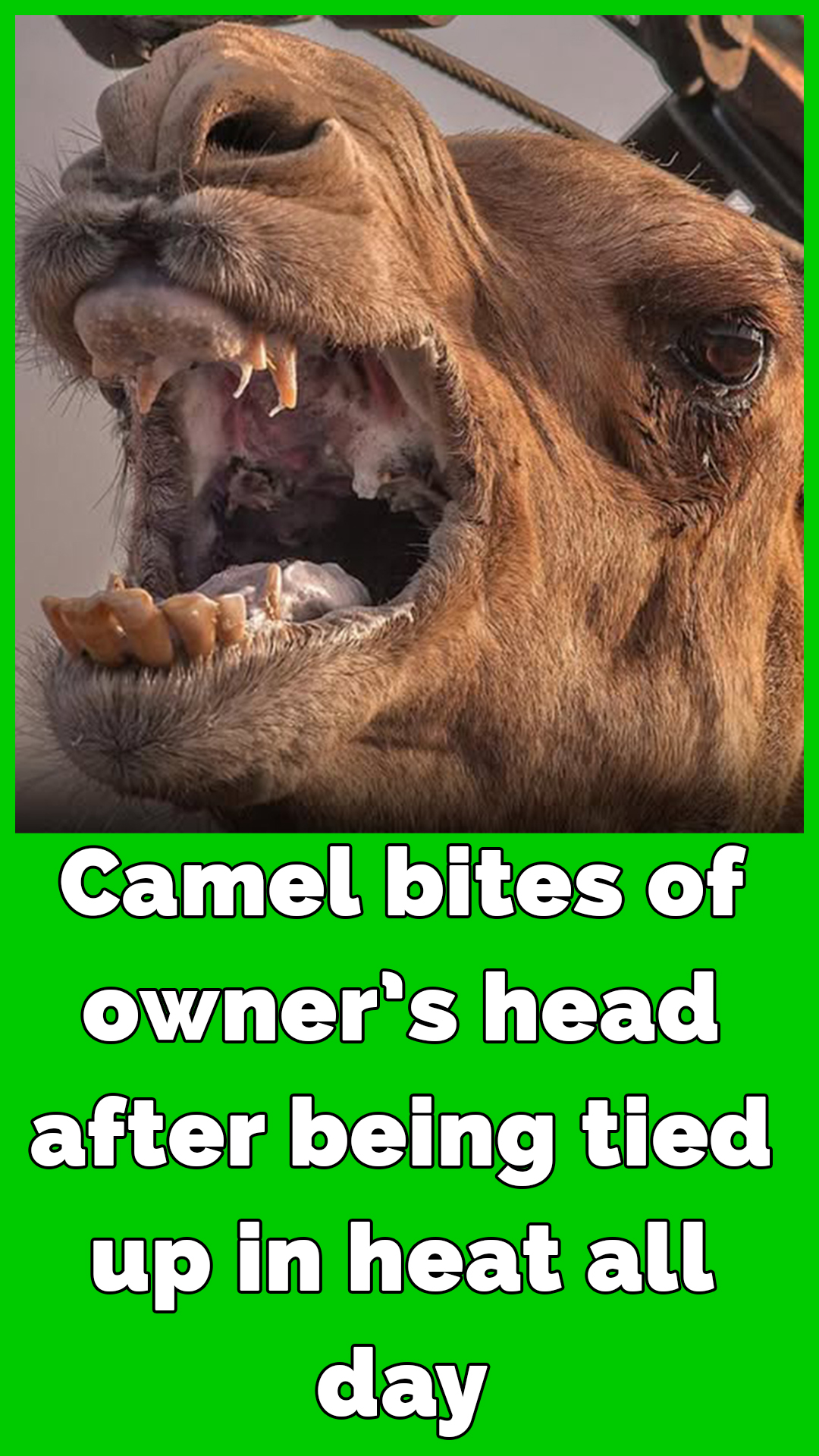 Neglected camel kills owner after hours tied in scorching heat