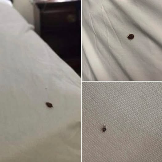 If you find ticks inside your home, here’s what you should know