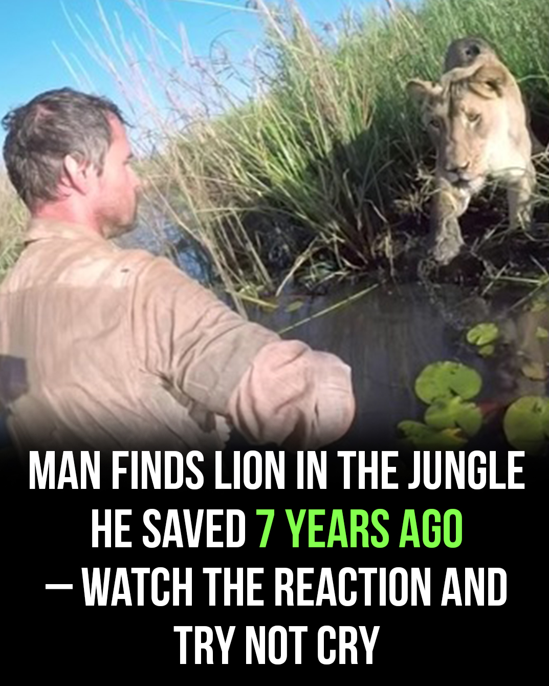 7 years after saving lion’s life, man meets her again, ignores warnings and approaches