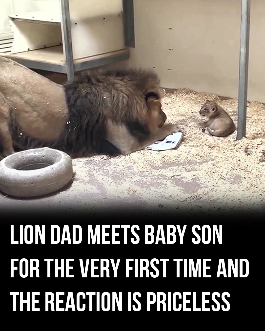 Lion dad meets baby son for the very first time and the reaction is priceless