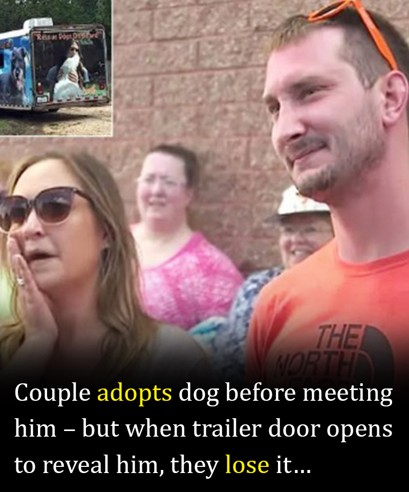 Dogs destined to be killed are put into trailer – when doors open, new owners can’t believe their eyes