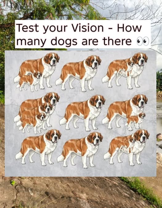 You need to have sharp eyes to answer this! – how many dogs !