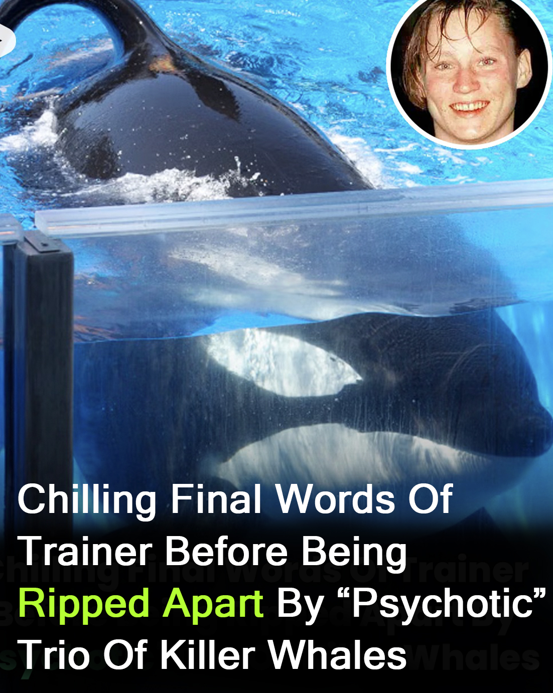 Chilling last words of trainer ripped apart by ‘psychotic’ killer whales