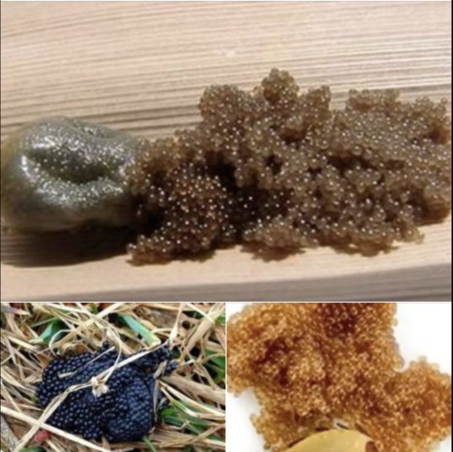 If you spot these eggs in your backyard, you had better know what it means