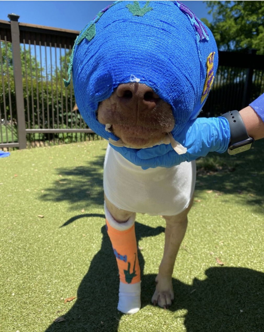 Buddy was cruelly set on fire and strangled with an extension cord – but look at him today