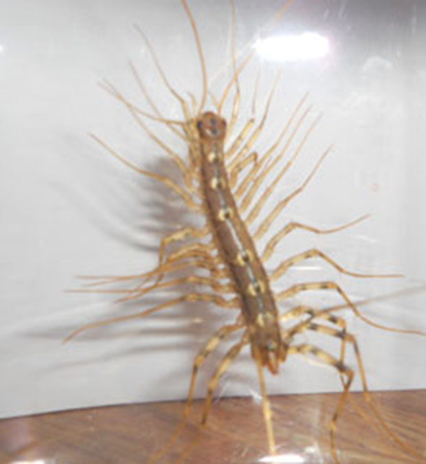 Why you should never kill a house centipede if you find one inside your house