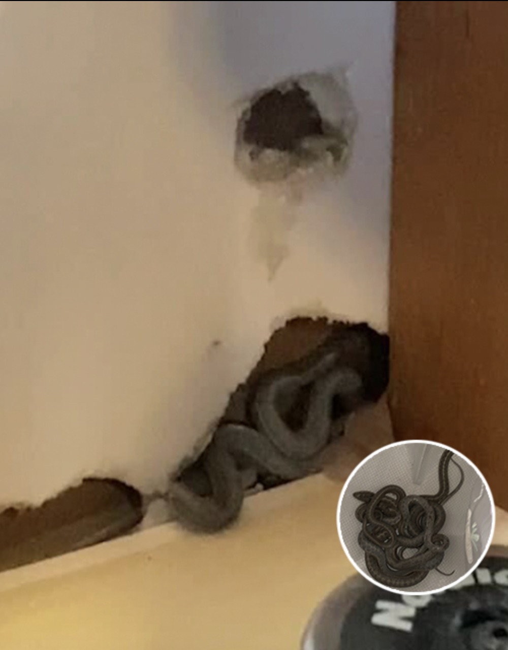 Mom of 2 moves into first home but dog starts to act strangely – then she looks closer at the walls