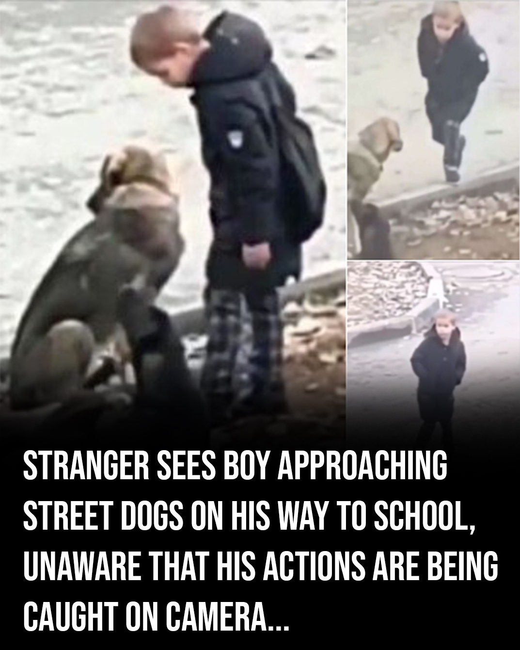 A stranger sees a little boy approaching street dogs on his way to school, unaware that his actions are being caught on camera