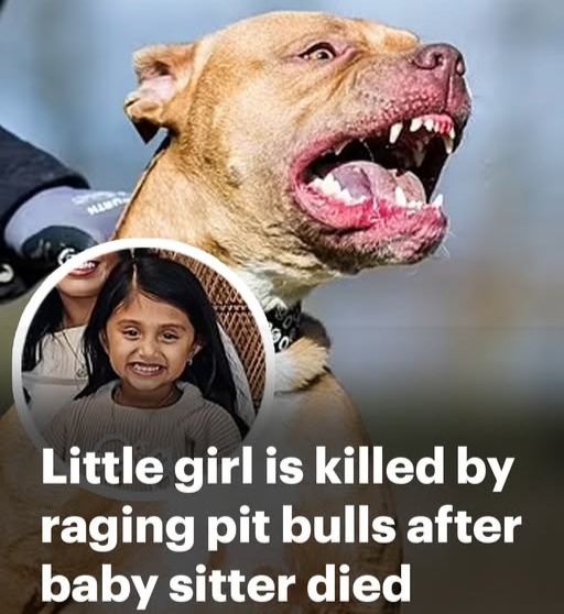 Six Pit Bulls Did the Unthinkable to a Young Girl After Babysitter 53, Died of Medical Emergency