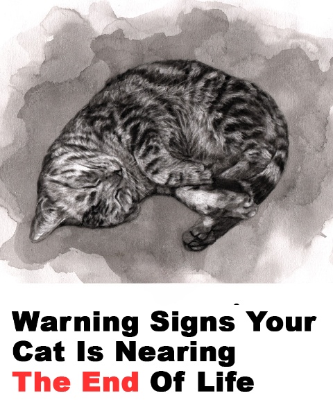 11 signs your cat is nearing the end