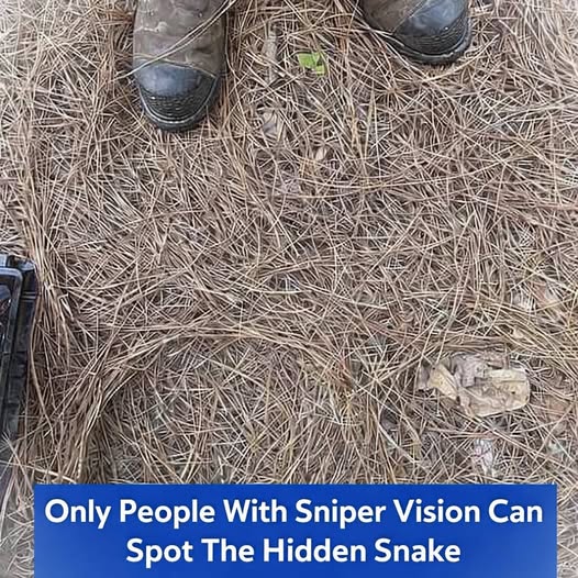 If You Have Sharp Eyes, You’ll Spot the Hidden Snake—Most People Miss It!
