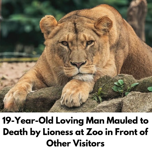 19-Year-Old Loving Man Mauled to Death by Lioness at Zoo in Front of Other Visitors