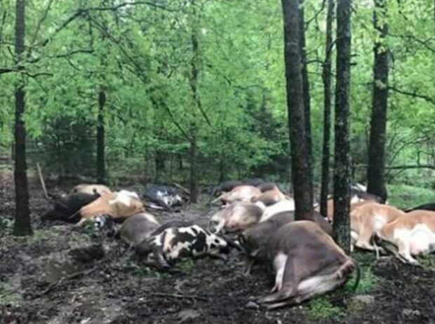 Farmers finds his pasture empty, then stumbles upon all 32 of his cows dead in a pile