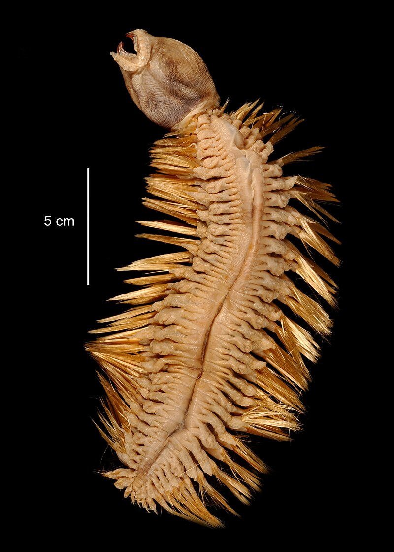 The Antarctic worm with teeth that will haunt your dreams