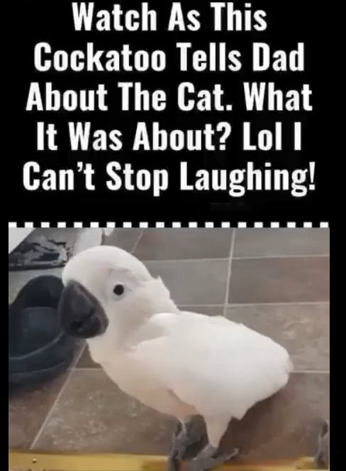 Cockatoo Snitches on the Cat—What Happens Next Will Have You Crying with Laughter!