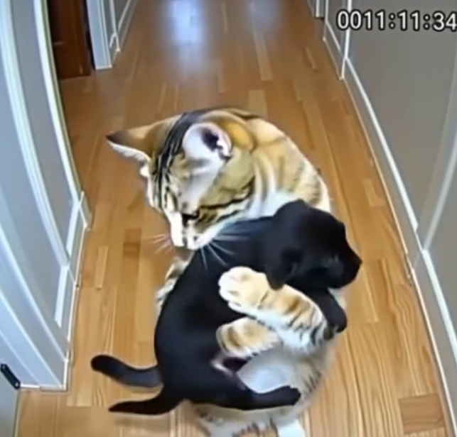 After my cat brought home puppies from who knows where, a policeman knocked on the