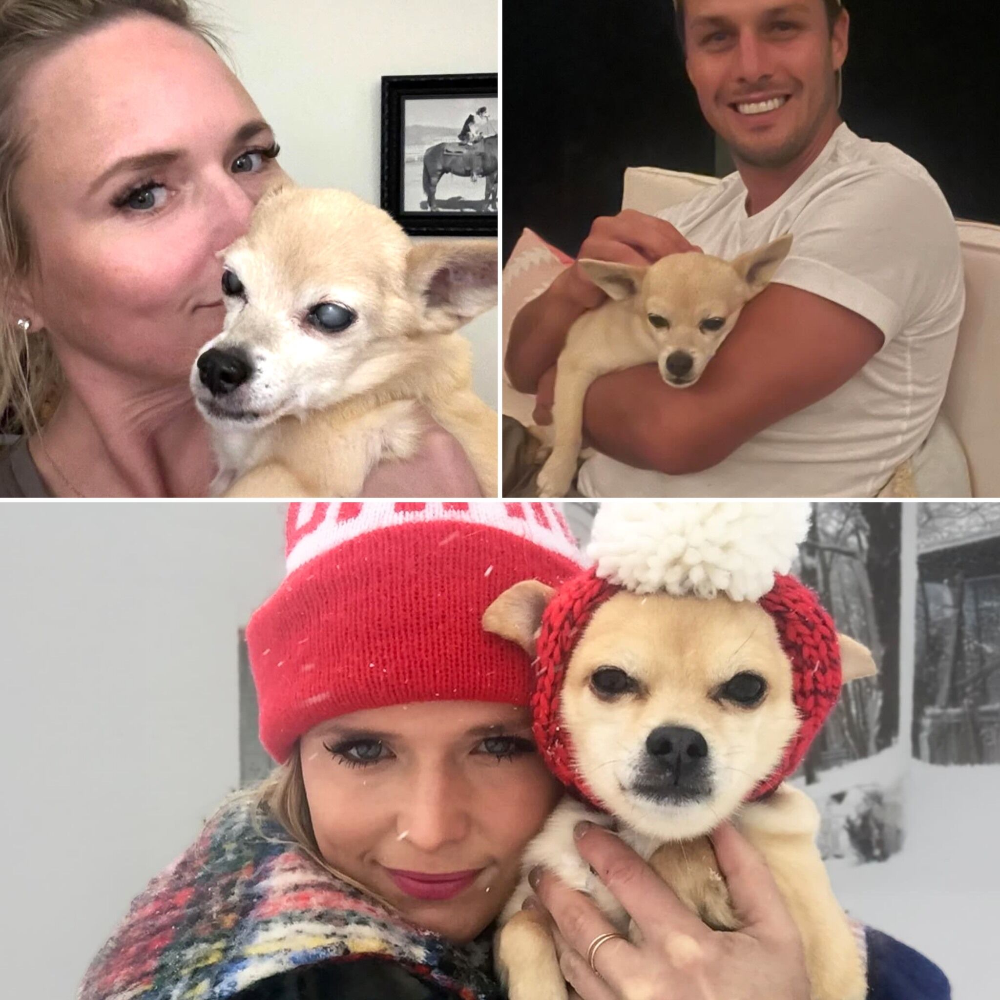 Miranda Lambert Says Goodbye to Cher, the Chihuahua Who Spent 15 Years by Her SideSome losses break you not once, but twice — first in the moment they occur, and then again later, when you try to put them into words, when you attempt to explain the empty space they leave behind. For Miranda Lambert, the grief over losing Cher, her fifteen-year companion and constant shadow, is one of those rare, gut-deep pains that fans seldom glimpse behind the glitz of the red carpet or the roar of a sold-out stadium. Cher wasn’t just a pet; she was a fixture in Miranda’s life, a living heartbeat that made even the most ordinary moments meaningful. Just weeks ago, Miranda also said goodbye to two of her mini horses, companions who had quietly populated her days with gentle presence. Each loss compounds the previous one, and now, facing Cher’s absence, the grief feels almost unbearable. The sorrow is layered: a tiny body, once so full of mischief and affection, is gone; the routines that punctuated Miranda’s days — a soft nuzzle in the morning, a quiet evening cuddle after a long day on tour — are gone; and with every memory replayed, the reality sinks in again, sharper than before. For someone whose life is a constant balancing act between the public spectacle and private sanctuary, the question becomes almost unbearable: how many farewells can a single heart endure before it bends under the weight of love and loss?  Cher’s story with Miranda began in the most unassuming of ways. She was a ten-week-old puppy from a shelter, small enough to fit into the pocket of Miranda’s overalls, a fragile bundle of curiosity and warmth. In that moment, Miranda didn’t just adopt a dog; she adopted a kindred spirit. From the dim backstage green rooms to hotel beds on cross-country tours, from quiet kitchen corners in the late hours to the bright, blinding lights of sold-out arenas, Cher was ever-present. She wasn’t just company — she was a stabilizing force in a world that often shifted unpredictably. Through every storm of fame, every sudden change in schedule, every moment when the demands of celebrity could have left Miranda feeling untethered, Cher remained steadfast. Her loyalty and quiet companionship became a lifeline, one of the few constants in a world built on noise, expectation, and movement. Fans saw the glamorous performances, the award shows, the confident smiles, but Cher was there in the background, the unsung note of comfort that made every triumph and every heartbreak more bearable.  The depth of this loss becomes even clearer when one considers the life Miranda built with her “farmily,” a term she coined to encompass the beloved menagerie of rescued animals she surrounds herself with. Once home to nine rescue dogs, Miranda’s sanctuary has shrunk over time, as Cher’s passing leaves only one of the original companions. Each animal has its own personality, its own quirks and rhythms, its own role in the tapestry of Miranda’s days, and each farewell leaves a ripple. Yet even as she mourns, Miranda continues to lean into the very mission that brought these animals into her life in the first place: rescuing the overlooked, the unwanted, the creatures others might pass by without a second glance. MuttNation, the rescue organization she founded, is a living testament to this purpose, ensuring that love and compassion extend beyond her immediate household. Every dog she has adopted, every life saved, carries with it a quiet affirmation that love, though it brings inevitable pain, is always worth it. Cher’s absence is undeniably sharp and raw, a hollow space in Miranda’s daily rhythms, but the impact of her life remains indelible. It is a reminder that even the smallest beings can leave the largest impressions, that even a tiny life can mark a story with permanence, tenderness, and deep, abiding significance.  The mourning is public and private at once. Social media posts offer glimpses into Miranda’s grief, photographs capturing moments of affection, captions that speak volumes with only a few words. Yet behind the carefully chosen images lies a far more intimate sorrow: the unrecorded moments of sitting quietly in a sunbeam, the shared sighs during a particularly difficult day, the gentle nudges of a companion who intuitively knew when to provide comfort. Cher shaped not only the life Miranda led, but the person she became. The lessons of patience, empathy, and constancy that Cher taught by simply being present are woven into the very fabric of Miranda’s identity. In the absence of her constant companion, Miranda navigates a new terrain — one where grief is paired with gratitude, where the void left behind is both aching and instructive, a testament to the richness of the life they shared.  Even as the loss stings, Miranda’s approach to grief is emblematic of her larger philosophy toward life and love: embrace the connection fully, accept the pain it may bring, and continue to act with generosity and devotion. Cher’s memory will live on in the songs she performs, the tours she undertakes, and the ongoing work of MuttNation, in every life she saves, and in every heart she touches with her example of care. For Miranda Lambert, the loss of Cher is not just an ending; it is also a reflection of the immense capacity to love, to nurture, and to transform ordinary moments into a legacy that stretches far beyond a single lifetime. While the physical presence is gone, the imprint left behind is permanent, a tender reminder that love — in its purest, simplest, and most profound form — never truly departs.