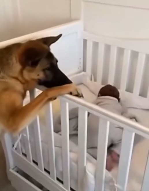 A newly adopted stray dog saved the life of a newborn baby in the middle of the night!