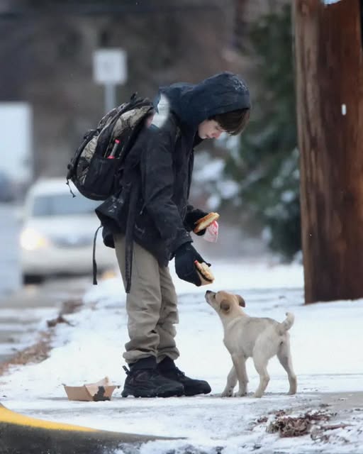 My Son Shared Half His Lunch with a Stray Dog Every Day – Until a Red SUV Stopped Beside Him!