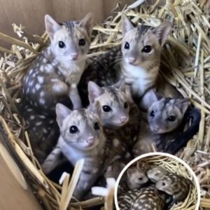 Researchers Discover Rarely Spotted Creatures