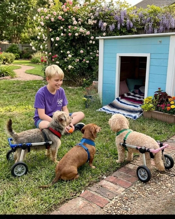 My 12-year-old made wheelchairs for three stray dogs—then a neighbor destroyed their shelter and ended up facing unforeseen consequences!