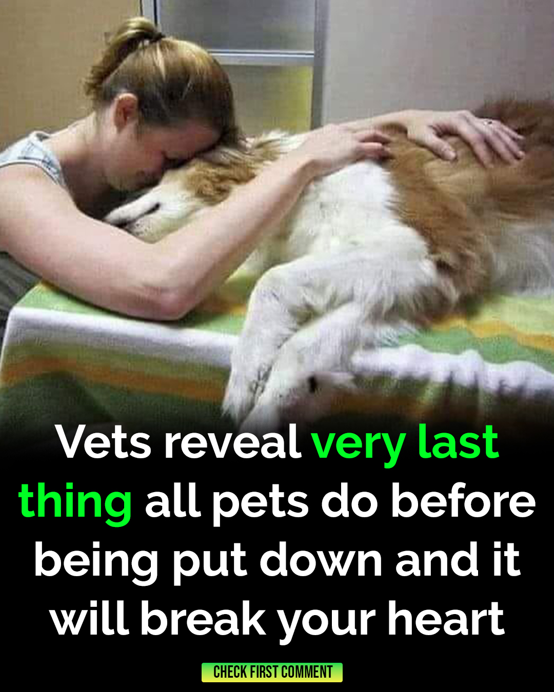 Vets reveal very last thing all pets do before being put down and it’s heartbreaking!