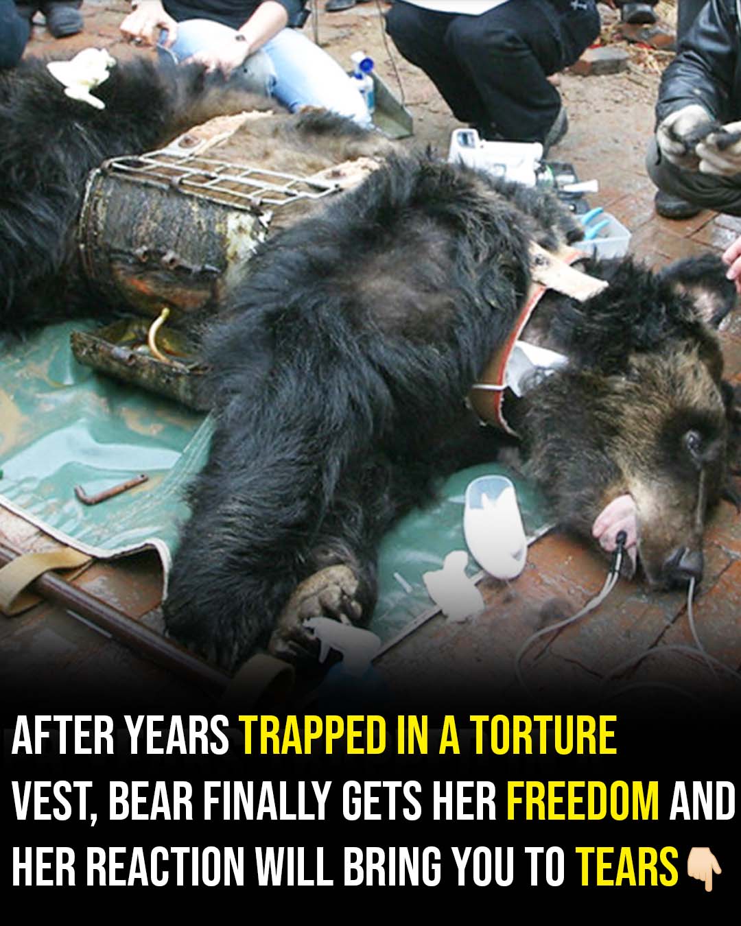 Bear Caesar is finally free after having spent years locked in a torture vest!