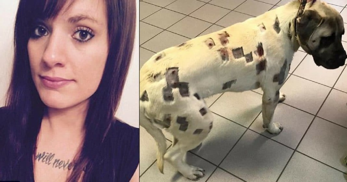 Woman thinks dog is riddled with bug bites, then realizes they’re bullet holes!