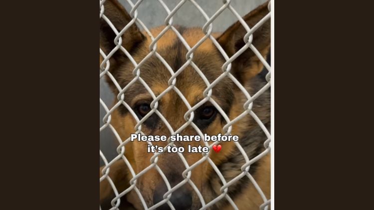 Abandoned German Shepherd Found At Walmart With His Toys Gets Happy Ending!