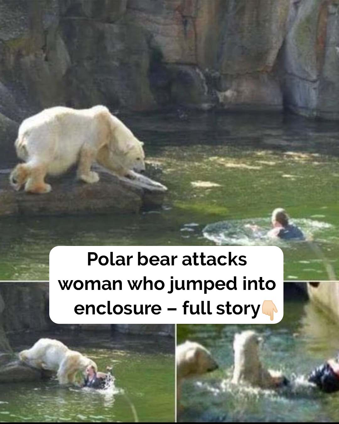 Polar bear attacks woman who jumped into enclosure at Berlin Zoo!