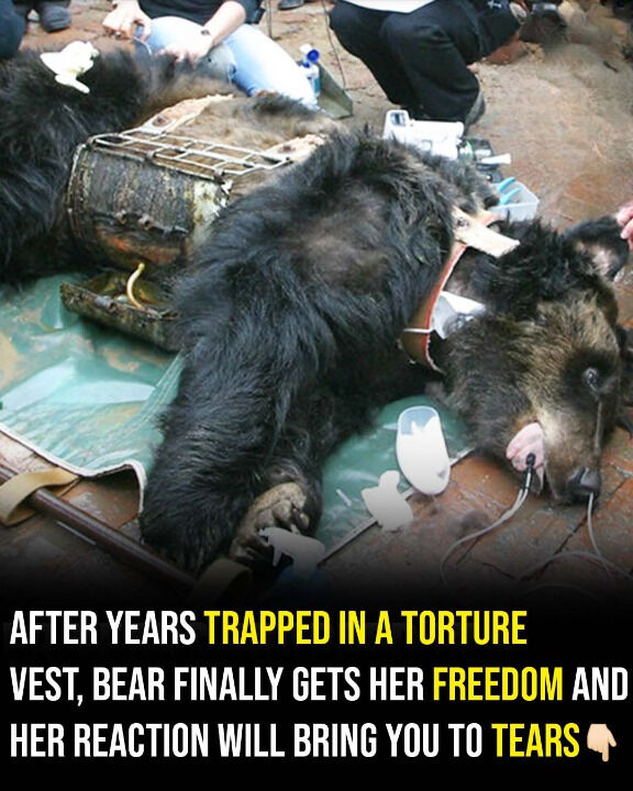 From Agony to Joy: The Emotional Rescue of a Bear Freed from a Cruel Metal Trap!