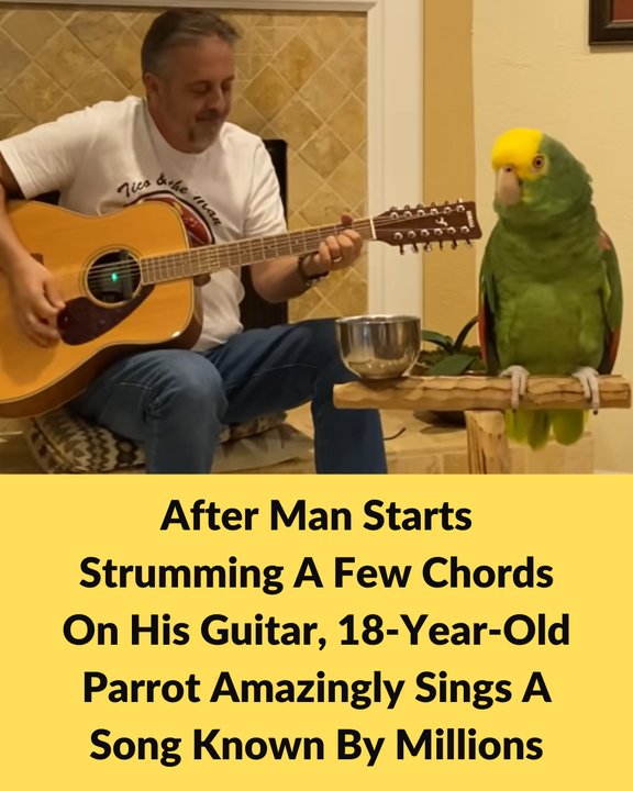 After Man Starts Strumming A Few Chords On His Guitar, 18-Year-Old Parrot Amazingly Sings A Song Known By Millions!