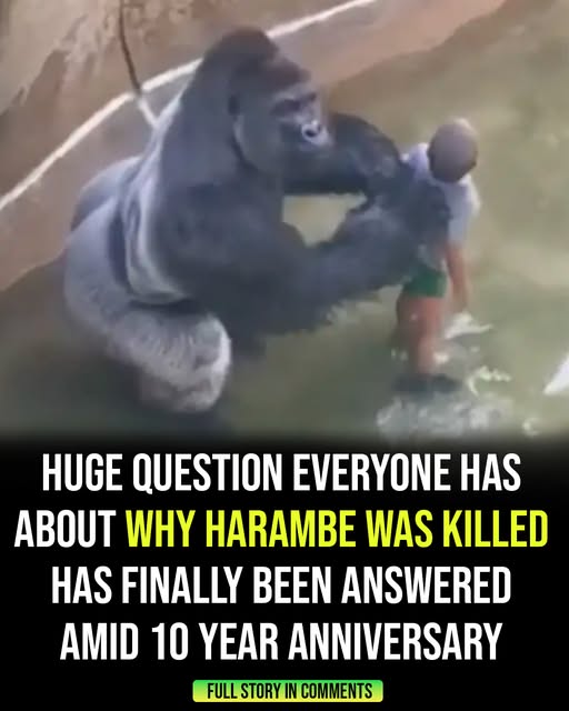 Question everyone has about why Harambe was killed has been answered – 10 years after his death!