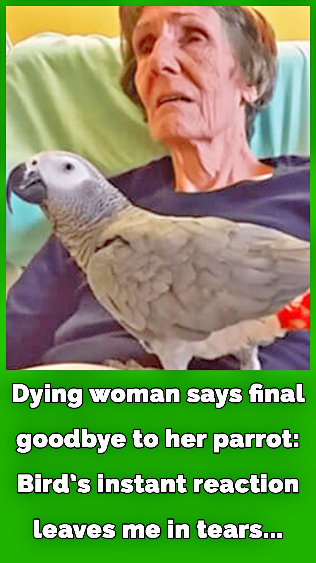Dying woman says final goodbye to her parrot: The bird’s instant reaction leaves me in tears!