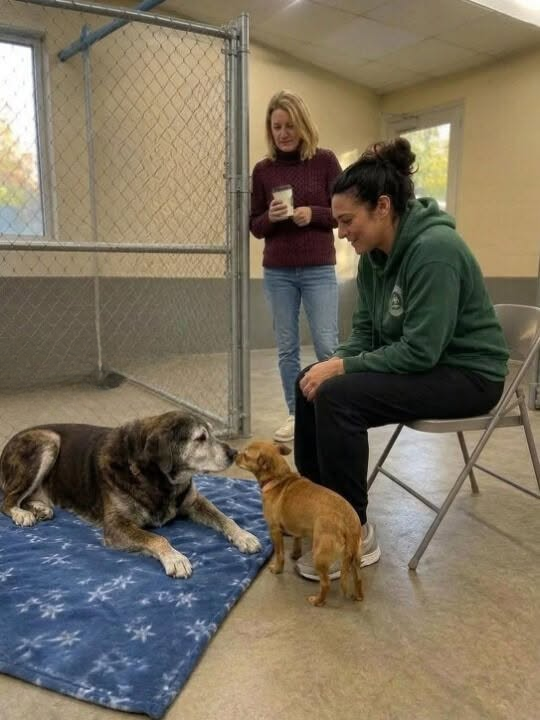 I Planned to Adopt One Dog — Then I Saw They Were Inseparable